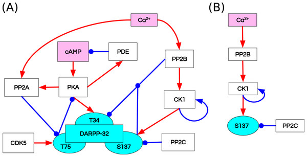 Reaction diagrams showing (A) the DARPP-32 network included in the ODE model by Fernandez et al. (2006) Nodes: DARPP-32 (cyan), second messengers (magenta), kinases/phosphatases (white).