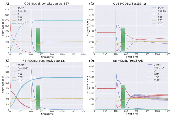 Comparison of the constitutive Ser137 mutation induced in (A) ODE model in deterministic setting; (B) RB model in stochastic setting; and the Ser137Ala mutation in (C) ODE model in deterministic setting; (D) RB model in stochastic setting; The same interference performed on rate constants of the two models caused similar dynamics.