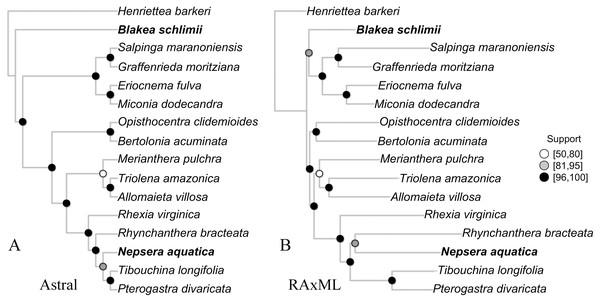 The species tree inferred with Astral (A) and the maximum likelihood tree of the concatenate alignment (B).