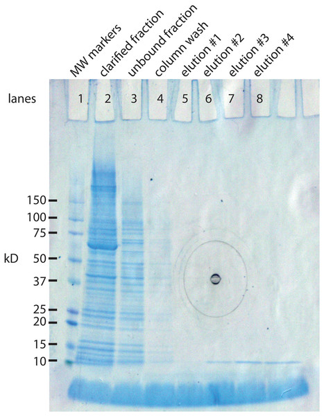 SDS gel analysis of the purification steps in the synthesis of SNZR P.