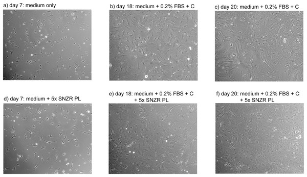 Proliferation of adult rooster cells in cell culture.