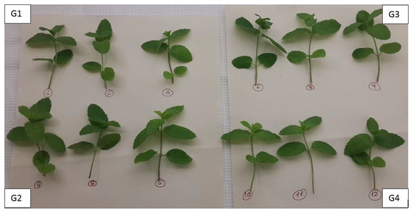 The grouping and enumeration of mint seedlings at the beginning of the experiments.