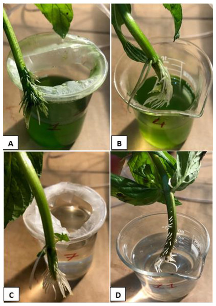 The root systems of the mint seedlings at the end of the experiments.