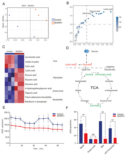 Knockdown of OPA1 decreased the metabolic efficiency in NCI-H1299 cells.