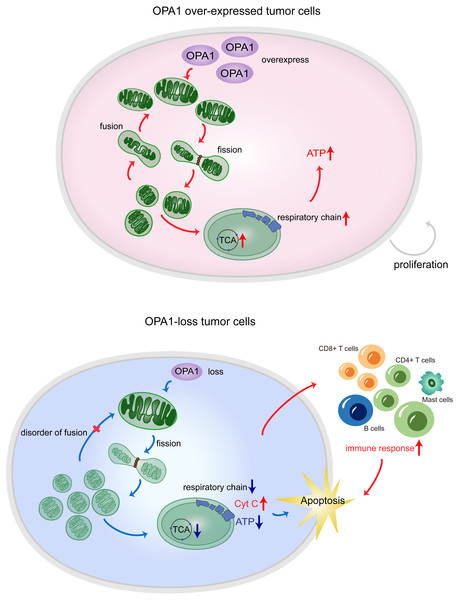 OPA1 supports mitochondrial fusion and respiratory function in lung adenocarcinoma.