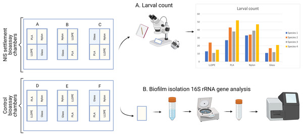 Sample processing for non-indigenous species (NIS) settlement bioassay and control assay.