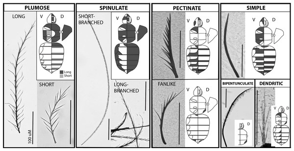 The major setal types on the bumble bee body.