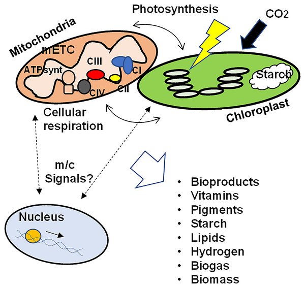 Schematic representation of the crosstalk between mitochondria and chloroplasts in microalgae.