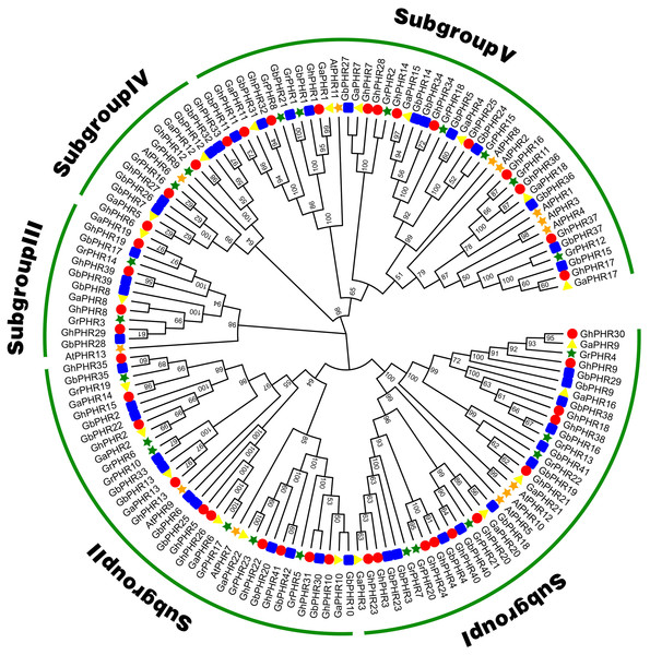 Phylogenic tree of the PHR family members in G. arboreum, G. raimondii, G. hirsutum, G. barbadense and Arabidopsis thaliana.