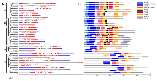 Distributions of gene structure and conserved protein motifs in GhPHR genes.