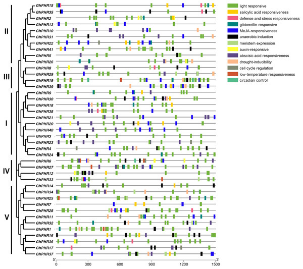 Cis-acting element analysis of PHR family members in G. hirsutum.