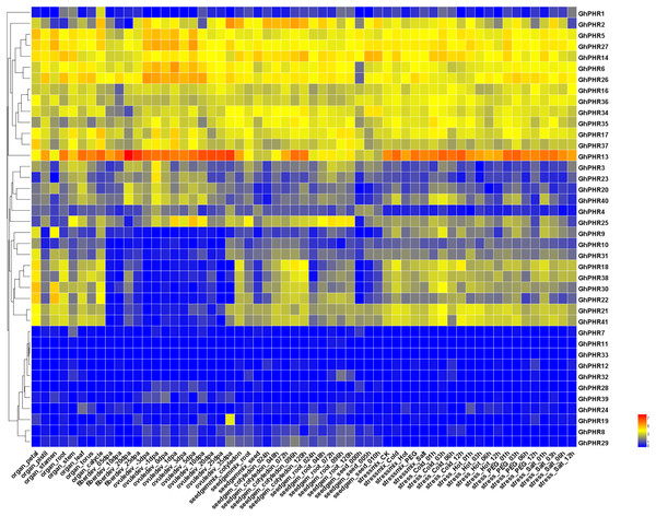 Expression profiles of GhPHR genes in different tissues.