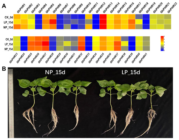 Expression pattern of GhPHR genes in root under low phosphorus stress.