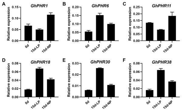 Relative expression level of six representative GhPHR genes.