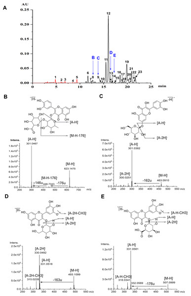 Chromatograms and MS spectrum of flavonoids detected in lotus petals.