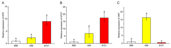 The expression profile of three structural genes (DFR, UFGT and OMT) in three Nelumbo cultivars (B88, A89, B121) was determined by qRT-PCR.