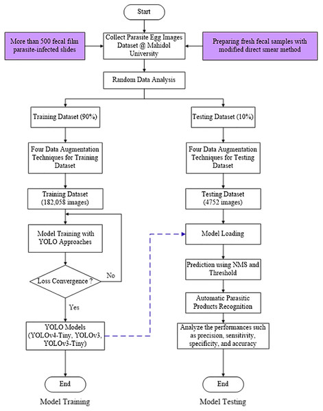 YOLO-based model flowchart for training and testing process of Parasite Products Recognition.