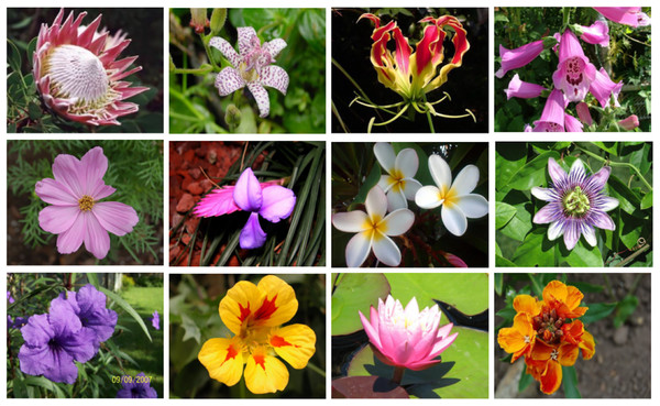 Typical images of the Oxford flowers dataset.