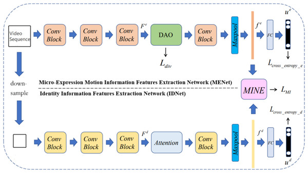 Framework of the proposed dual branch neural network.