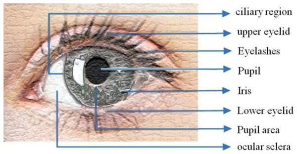 Iris structure.