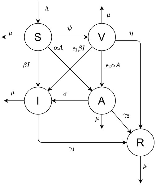 The proposed model.