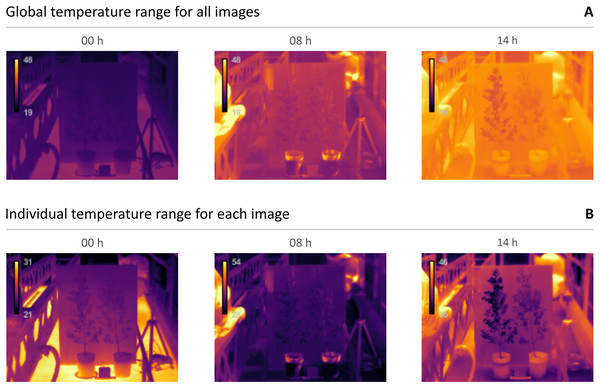 Example thermal images of well-watered (left) and water-stressed (right) plants in different moments of the day.