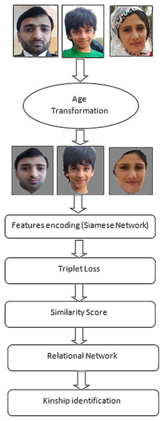 Flow of model training with age transformation and face encoding.