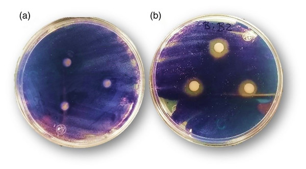 Inhibition of violacein production by edtabz (A) and Bi-edtabz (B) in C. violaceum.