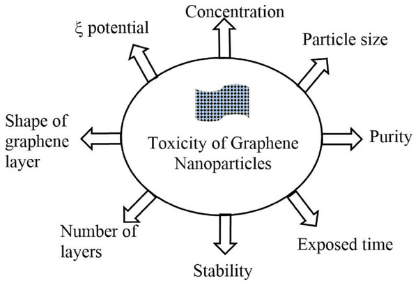 An overview of various physico-chemical parameters affecting the toxicity of graphene nanomaterials.