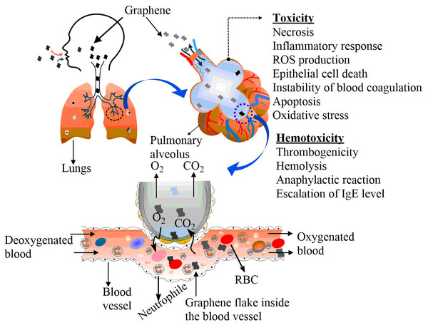 Proposed oral and nasal routes of entering graphene nanoflakes in lungs and blood vessels.