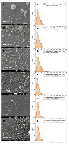 SEM images and corresponding size distributions for PS NPs with PDI at various SDS concentrations.