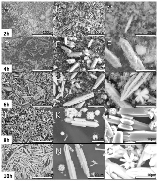 SEM micrographs of Y(OH)3 Samples obtained at 2, 4, 6, 8 and 10 h.