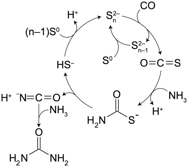 Proposed intermediate steps in the polysulfide-assisted urea synthesis from CO and NH3 in water.