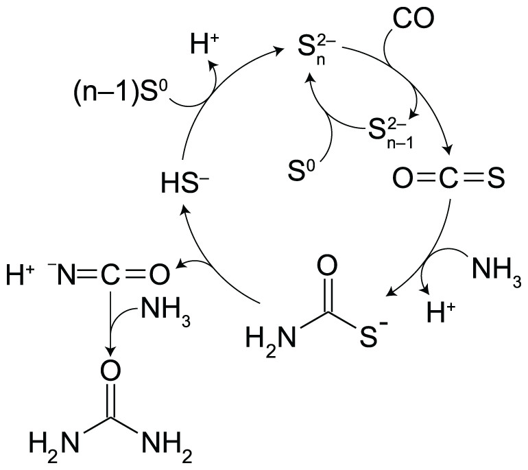 Puntuación enfermo apagado Polysulfide-assisted urea synthesis from carbon monoxide and ammonia in  water [PeerJ]