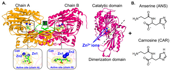 CN1 structure.