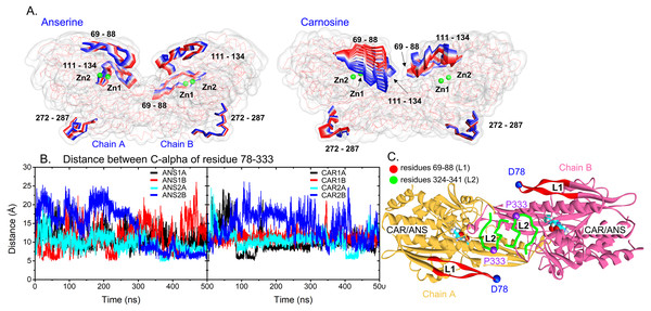 Protein dynamics.