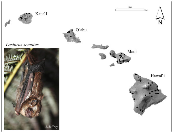 Sample collection map and photograph of a Hawaiian hoary bat, locally known as ‘ōpe‘apea.