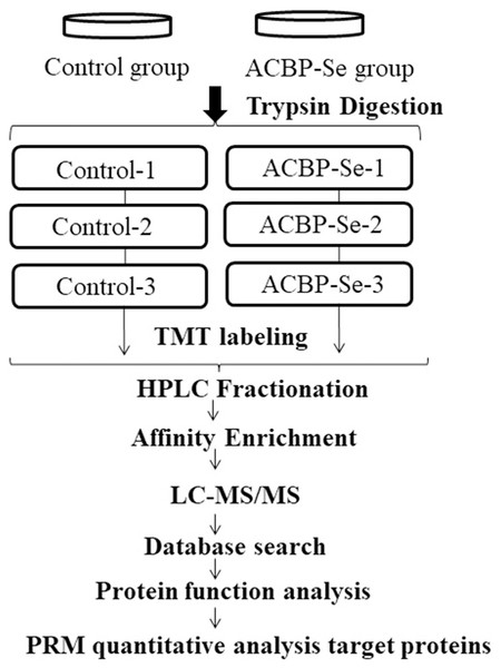 The entire experimental procedure.