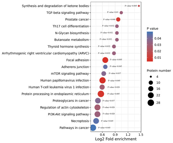 KEGG enrichment of ACBP-Se group compare to the control group.