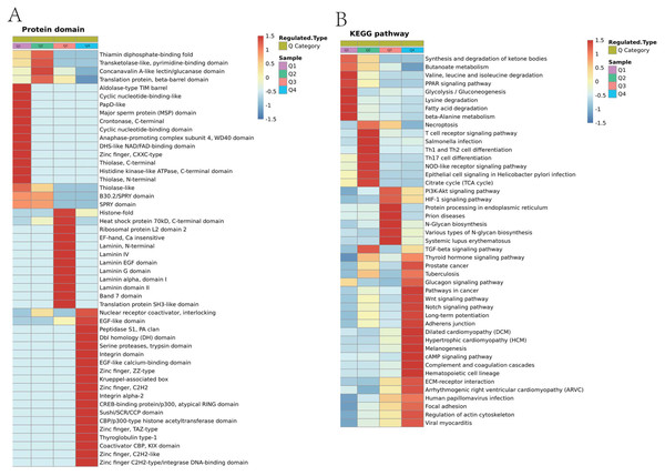 Domain enrichment analysis of Lys acetylation data sets in ACBP-Se group compare to the control group and KEGG pathway clustering identify cellular pathways playing role in ACBP-Se treatments.