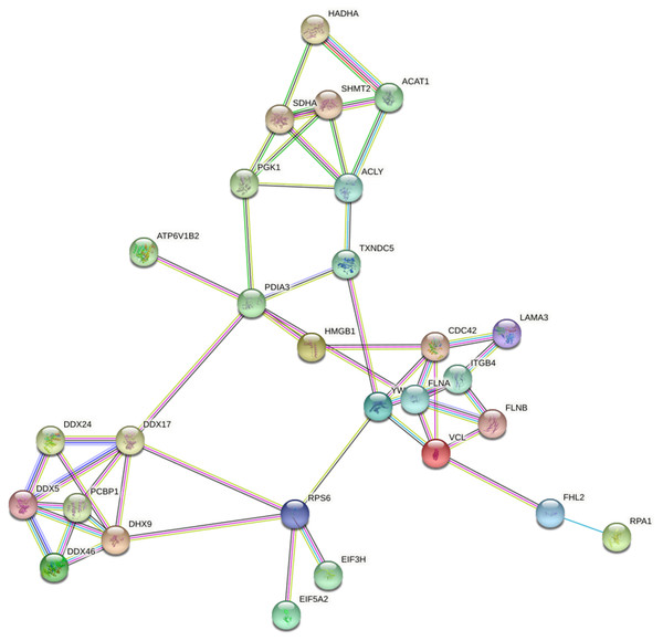 Protein interaction networks of Lys acetylation proteome.