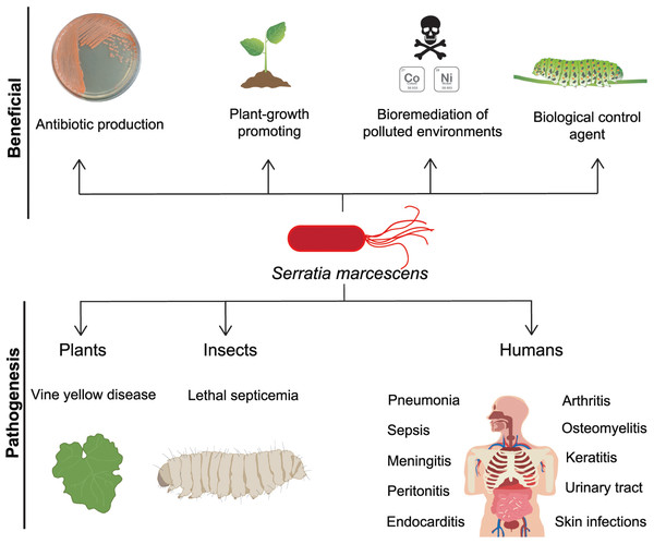 S. marcescens, beneficial and pathogenic effects.