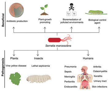 Serratia marcescens antibiotic resistance mechanisms of an ...