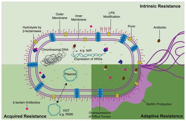 Mechanisms of antibiotic resistance in S. marcescens can be divided as intrinsic, acquired, and adaptive resistance.