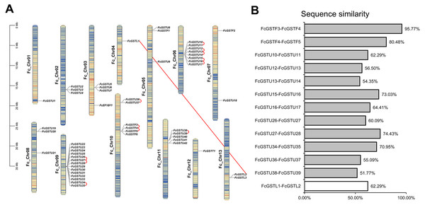 The chromosomal location, synteny and sequence similarity analysis of FcGST genes.
