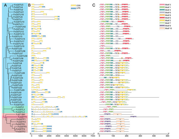 Phylogenetic relationships, gene structures, and conserved motifs of FcGSTs.