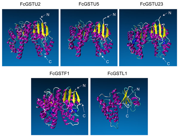 Tertiary structure models of five FcGST proteins.