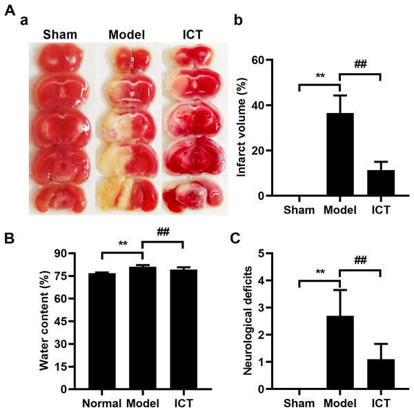 Neuroprotective effects of ICT on MCAO/R mice.