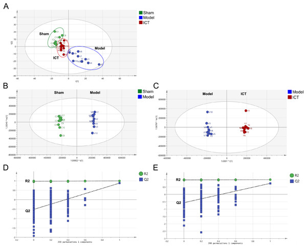 PCA and OPLS-DA based on UHPLC-ESI-QE-Orbitrap-MS data from brain tissue of all groups.