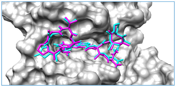 Mycobacterial protein kinase PknB, shown as a surface in a grey color to highlight the binding cavity.